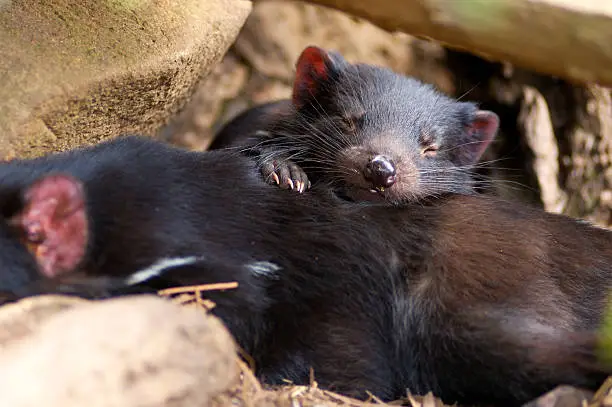 Baby Tasmanian devilRelated Images:
