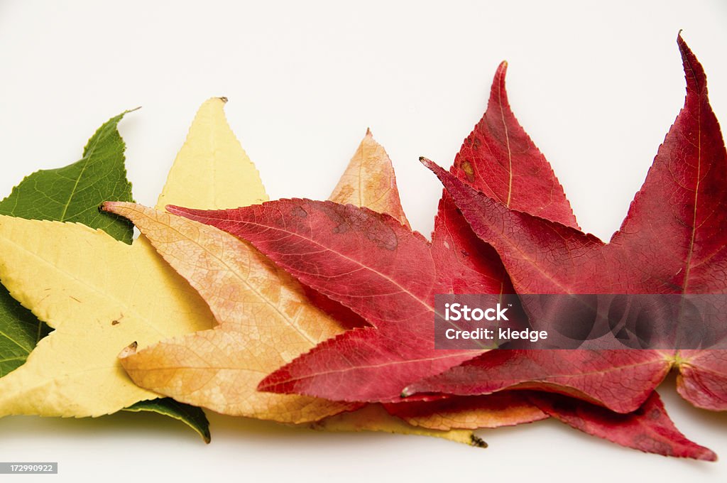 Foglie di tornitura - Foto stock royalty-free di Autunno