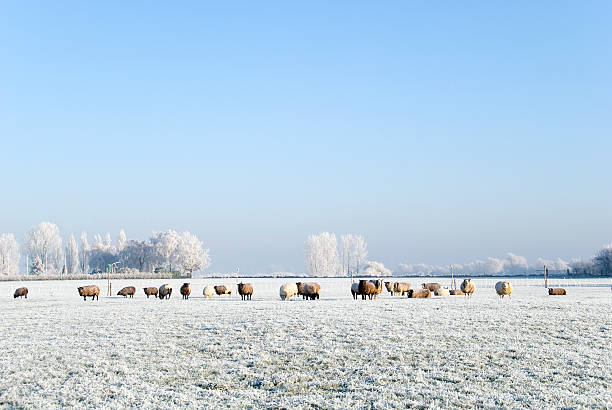 istock Flock of sheep 172991089
