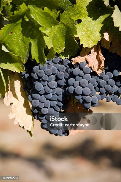 Sonoma Valley Weingut Weintrauben Stockfoto und mehr Bilder von Farbbild - Farbbild, Fotografie, Herbst