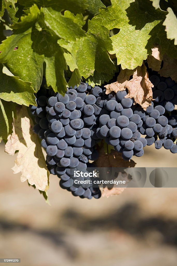 Sonoma Valley Winery uvas - Foto de stock de Aire libre libre de derechos