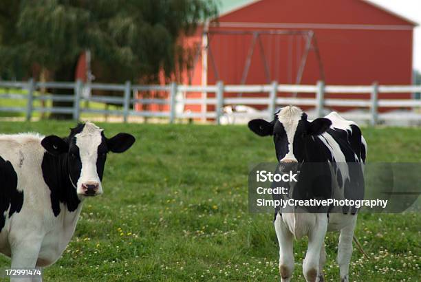 Photo libre de droit de Holstein Génisses banque d'images et plus d'images libres de droit de Agriculture - Agriculture, Animal femelle, Animaux domestiques
