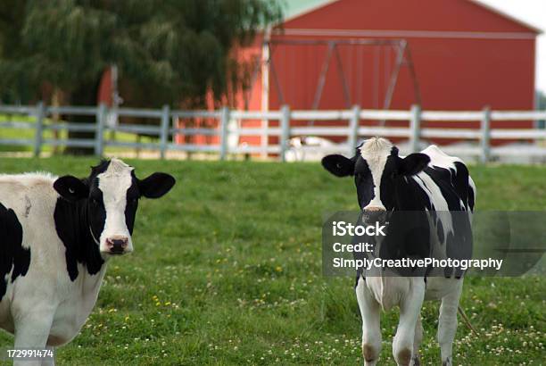 Гольштейн Heifers — стоковые фотографии и другие картинки Без людей - Без людей, Голштинский скот, Гольштейн