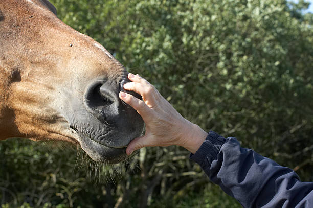 istock Owner patting horse's nose 172991550
