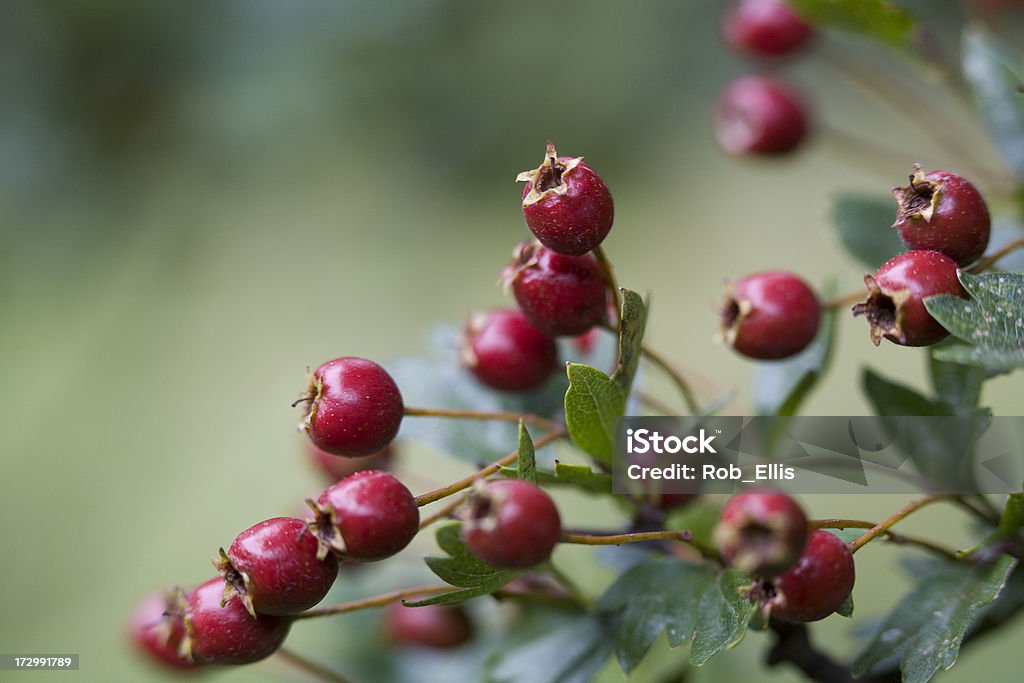 Hawthorn frutas vermelhas - Foto de stock de Baga - Fruta royalty-free