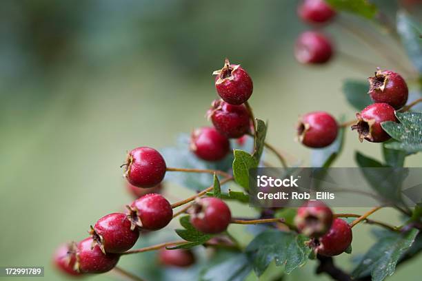 Foto de Hawthorn Frutas Vermelhas e mais fotos de stock de Baga - Fruta - Baga - Fruta, Baga - Parte de planta, Bosque - Floresta