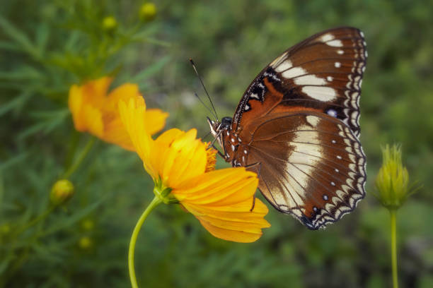 istock butterfly Great eggfly and yellow flowers 1729918454