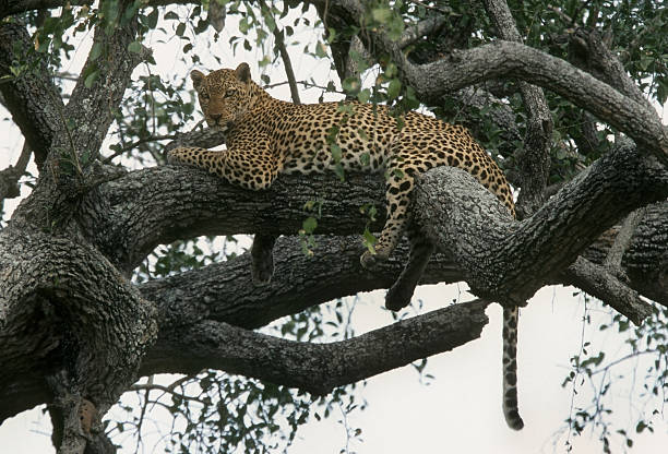 istock Wild leopard in Uganda, Africa 172991902