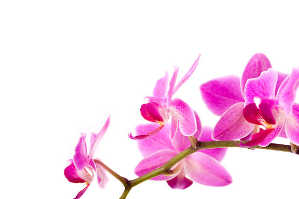 istock Orchid flowers on white with copy space 172992077