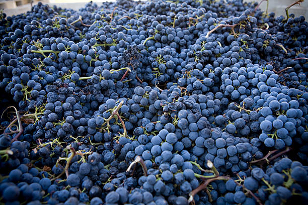 istock Bushel of Grapes 172992276