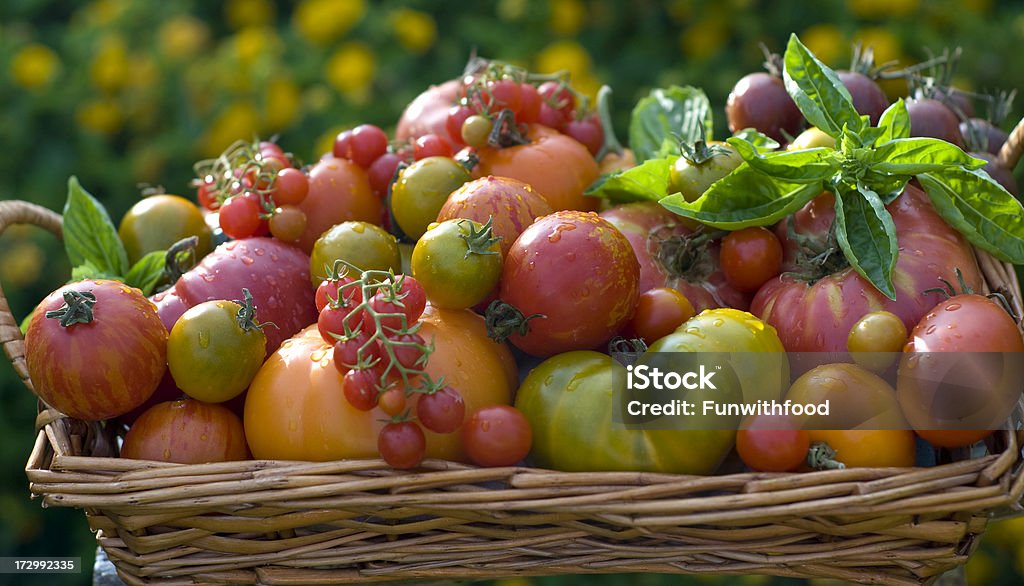 Cesto de filho de Tomate Heirloom produtos hortícolas - Royalty-free Abundância Foto de stock