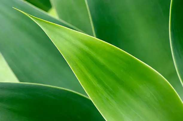 Photo of Agave leaves