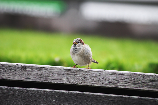 A little house sparrow standing tall