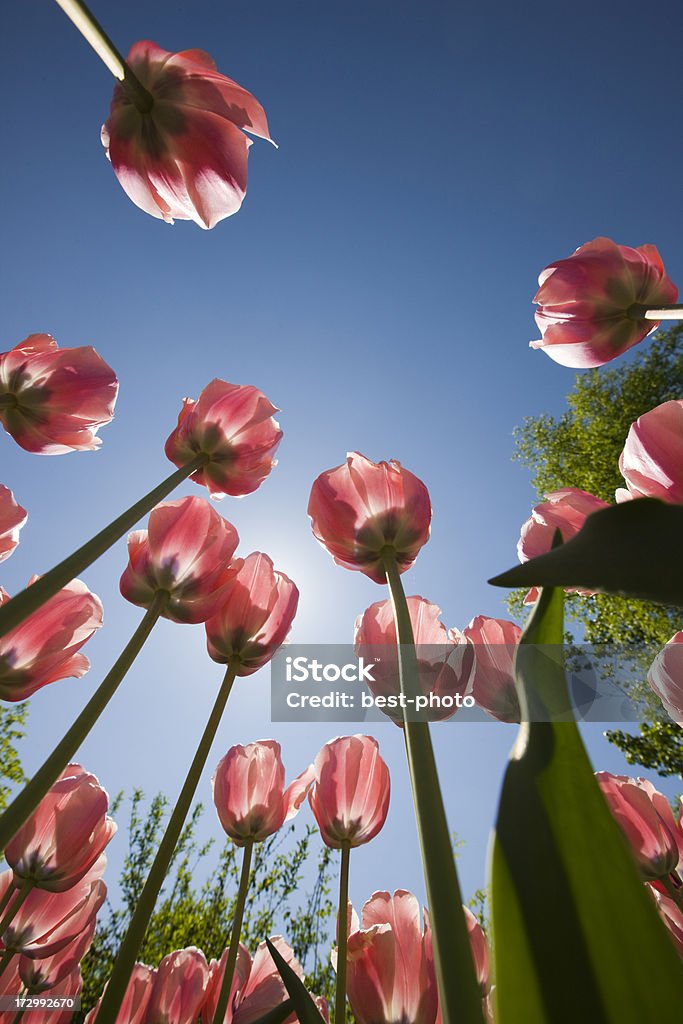 Tulipe - Photo de Arbre libre de droits