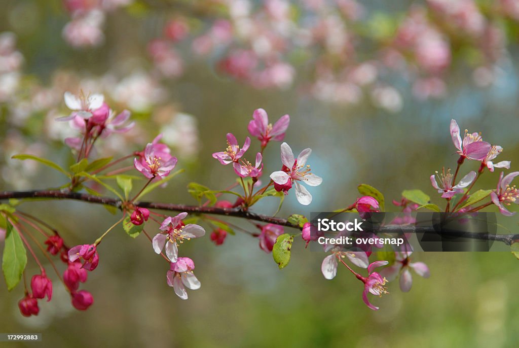 blossom de primavera - Foto de stock de Flor libre de derechos