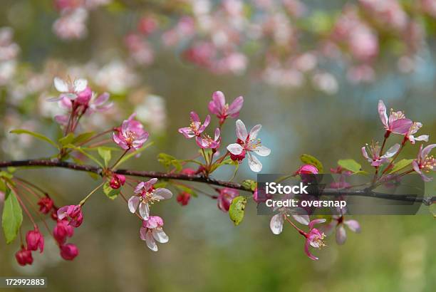 Fiore Di Primavera - Fotografie stock e altre immagini di Bocciolo - Bocciolo, Composizione orizzontale, Fiore
