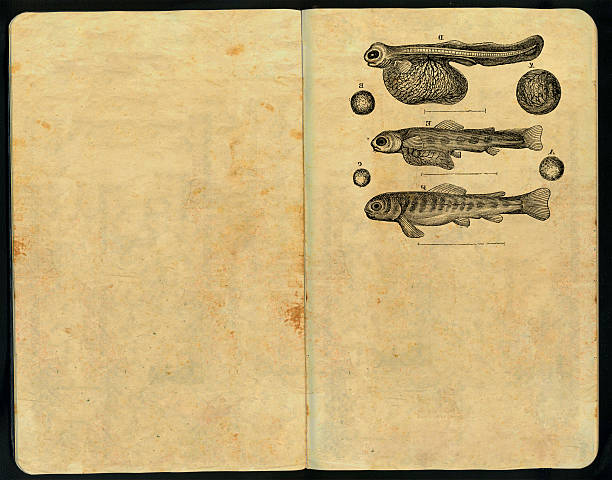 alevines caderno de esboços - anatomy sketch pad retro revival old imagens e fotografias de stock
