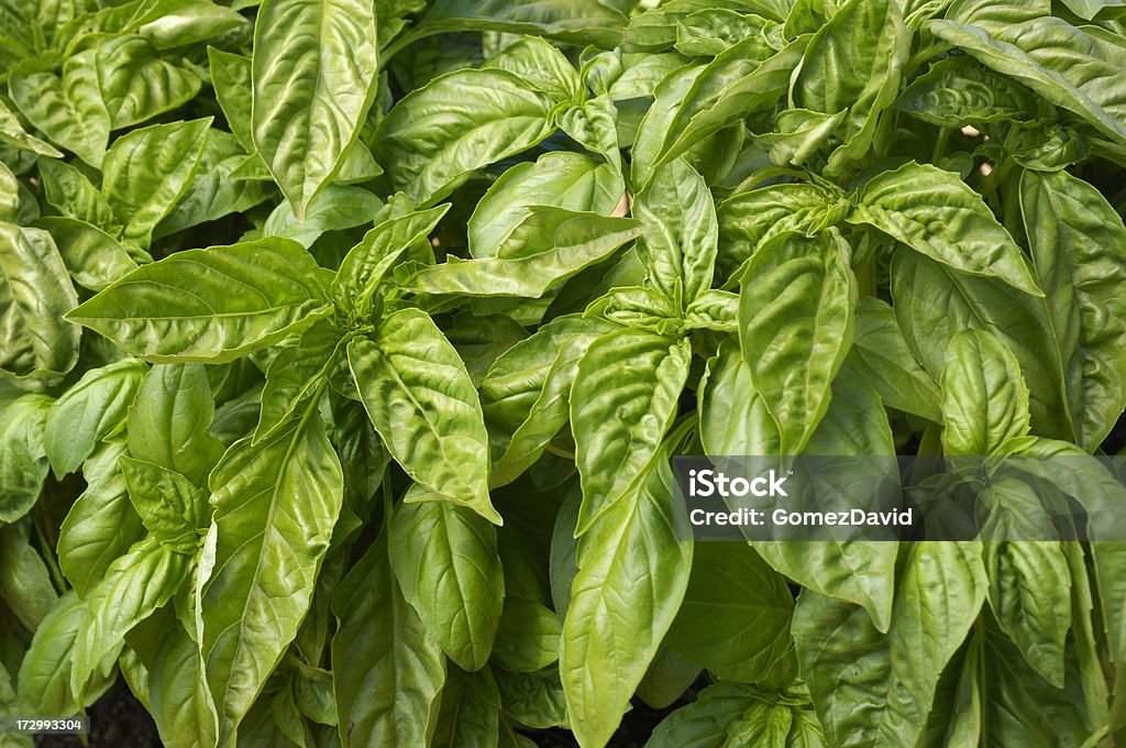 Close-up de manjericão orgânico plantas - Foto de stock de Agricultura royalty-free