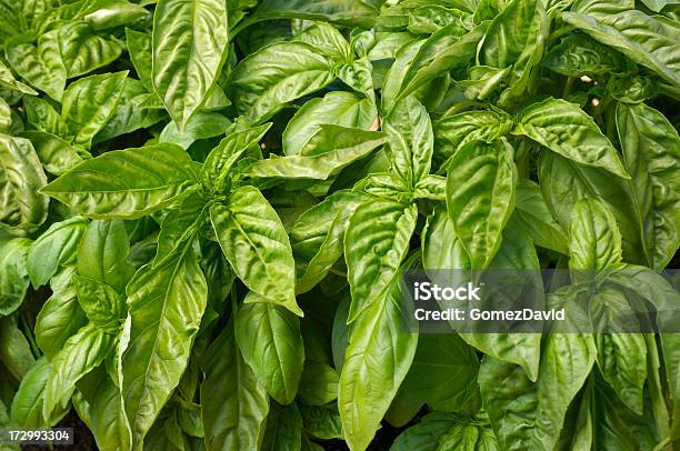 Foto de Closeup De Manjericão Orgânico Plantas e mais fotos de stock de Agricultura - Agricultura, Cena Não-urbana, Cena Rural