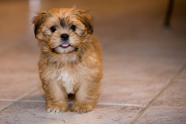 istock Poppy Dog: Shih Tzu Bichon Frise 172993397