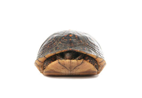 Box turtle hiding in his shell on a white background