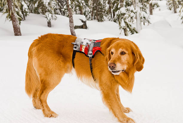 Rescue Dog Avalanche rescue dog standing in the snow ski patrol photos stock pictures, royalty-free photos & images
