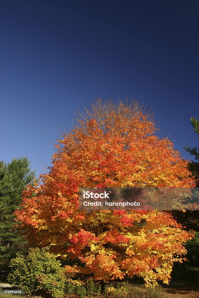 Automne érable - Photo de Arbre libre de droits