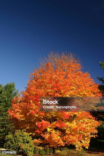 Autumn Maple Дерево — стоковые фотографии и другие картинки Без людей - Без людей, Вертикальный, Дерево