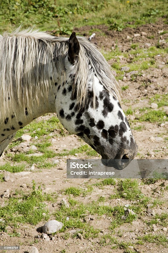 Лошадь лицо - Стоковые фото Больцано - Италия роялти-фри