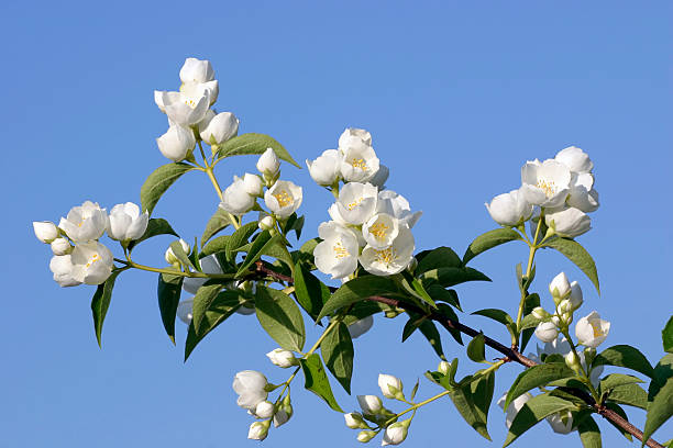 Jasmin – zdjęcie