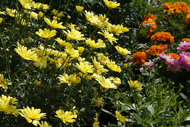 istock Flowerbed with yellow daisies 172994043