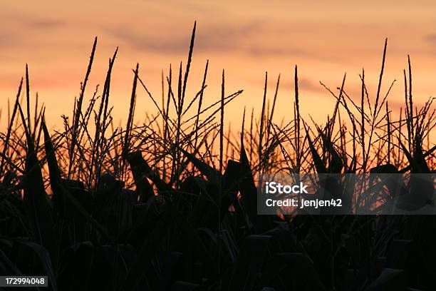 Silueta De Maíz En Otoño Foto de stock y más banco de imágenes de Agricultura - Agricultura, Aire libre, Anochecer