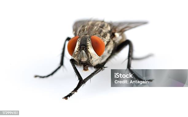 Fly Stockfoto und mehr Bilder von Extreme Nahaufnahme - Extreme Nahaufnahme, Fliegen, Fotografie