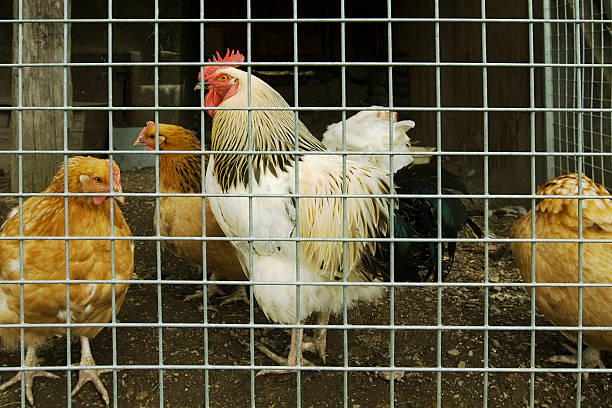 istock Closeupvarious  hens in a cage with sprinklers. 172994254