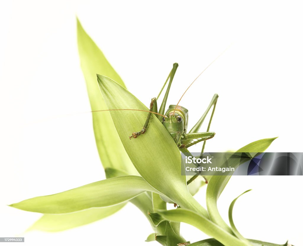 Saltamontes - Foto de stock de Animal libre de derechos