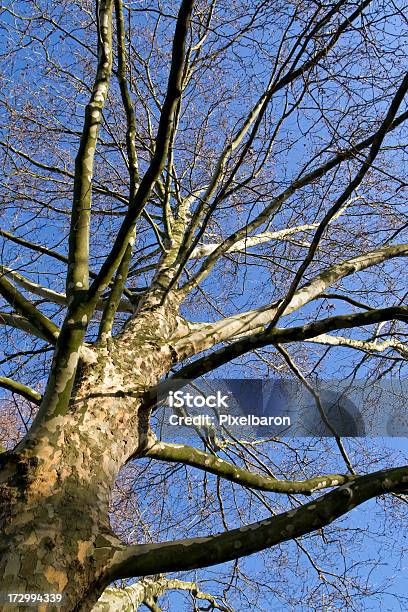 Photo libre de droit de Branches Darbres banque d'images et plus d'images libres de droit de Arbre - Arbre, Arbre sans feuillage, Aride