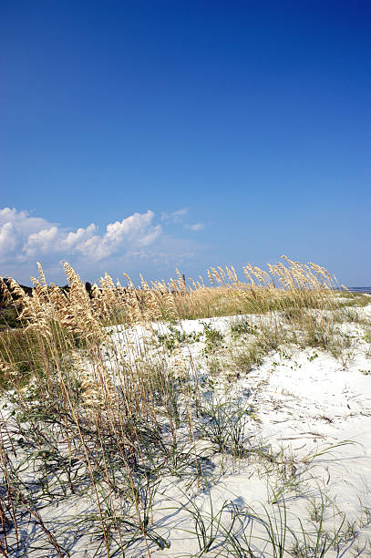 istock Dune on St. Simon Island Georgia 172994391