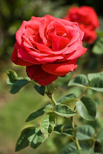 istock Close-up of Red Indian Rose 172994455