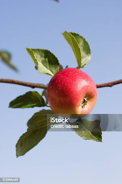Red Apple In The Autumn Stock Photo - Download Image Now - Agriculture, Apple - Fruit, Apple Orchard