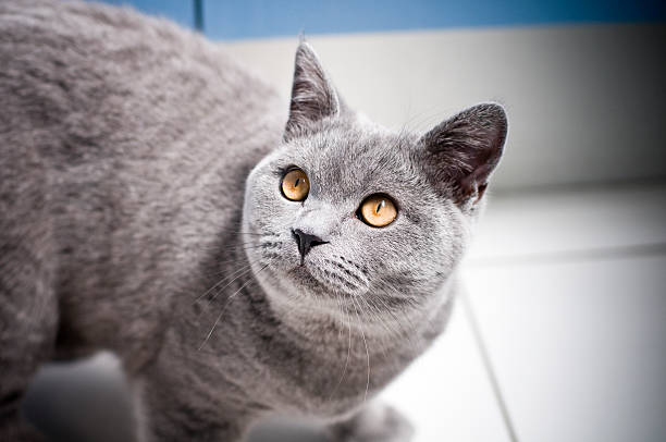 istock Cat British Shorthair Kitten with yellow eyes staring past camera 172994575