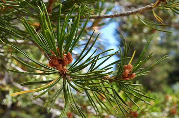 istock Close-up of Pine Needles 172994654
