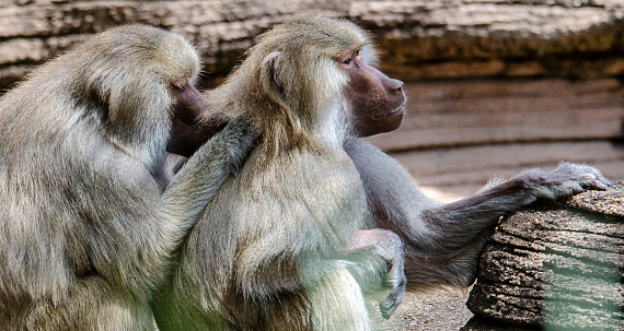 Characterized by their hairless, colored callosities (rump pads) and bare dog-like muzzles, baboons are large, ground dwelling primates. The Hamadryas baboon is one of four species of baboons. They can live into their forties in captivity.