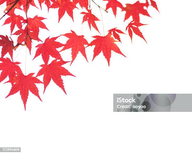 레드 추절 낙엽 0명에 대한 스톡 사진 및 기타 이미지 - 0명, 가을, 나뭇가지
