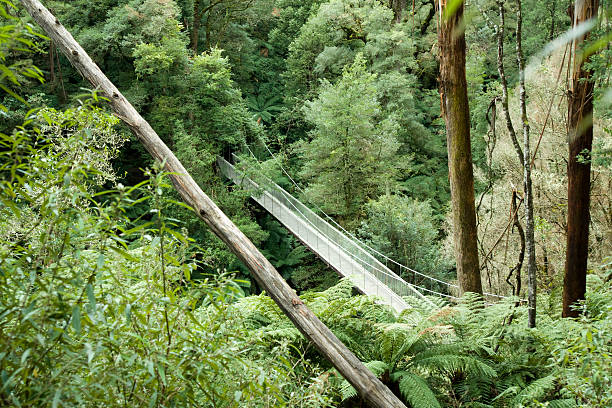 istock Rain forest - Tarra Bulga National Park 172994888