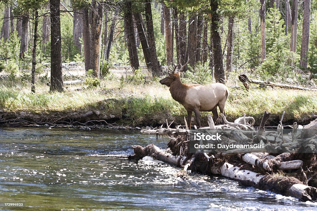 Bull Elk - Photo de Wapiti libre de droits