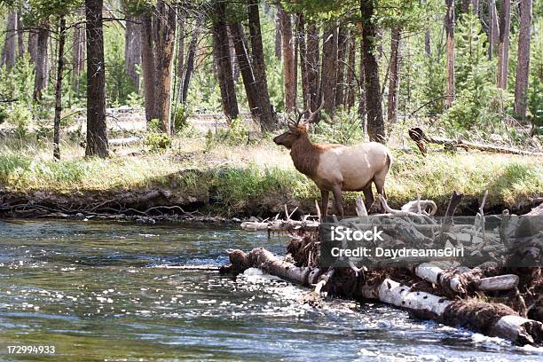 Photo libre de droit de Bull Elk banque d'images et plus d'images libres de droit de Wapiti - Wapiti, Fleuve et rivière, Animal mâle