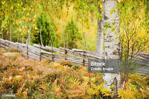秋の自然 - カバノキのストックフォトや画像を多数ご用意 - カバノキ, スウェーデン, 人物なし