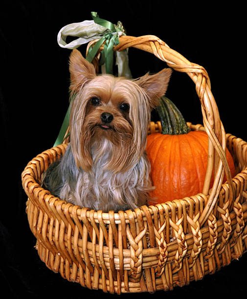 Beautiful Yorkshire Terrier sitting in a basket with a pumpkin. Click skeleton below to view Halloween lightbox: