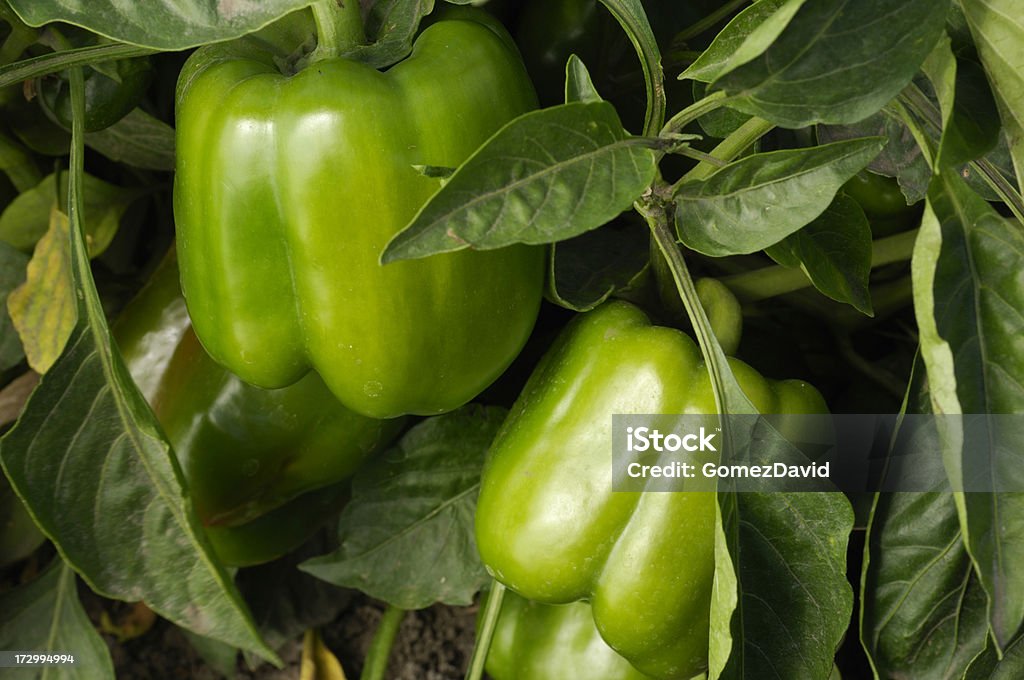 Bell Peppers crescimento no campo - Royalty-free Agricultura Foto de stock