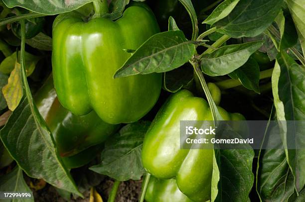 Bell Peppers Crescimento No Campo - Fotografias de stock e mais imagens de Agricultura - Agricultura, Agricultura Industrial, Ao Ar Livre